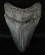 Dark Grey Megalodon Tooth - South Carolina #16579-1
